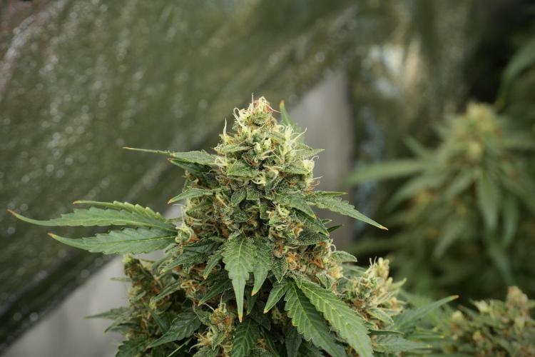 GMO Cookies Served with extra curiosity. Week 12 - GMO Cookies Auto No Veg 12-12 from seed