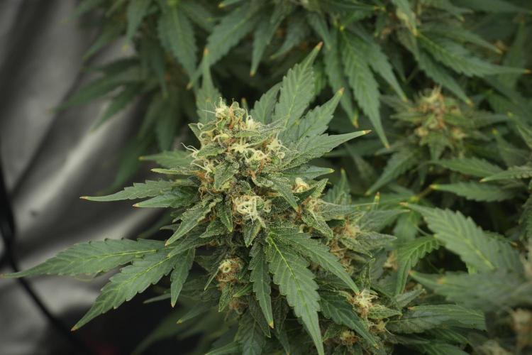 GMO Cookies Served with extra curiosity. Week 12 - GMO Cookies Auto No Veg 12-12 from seed