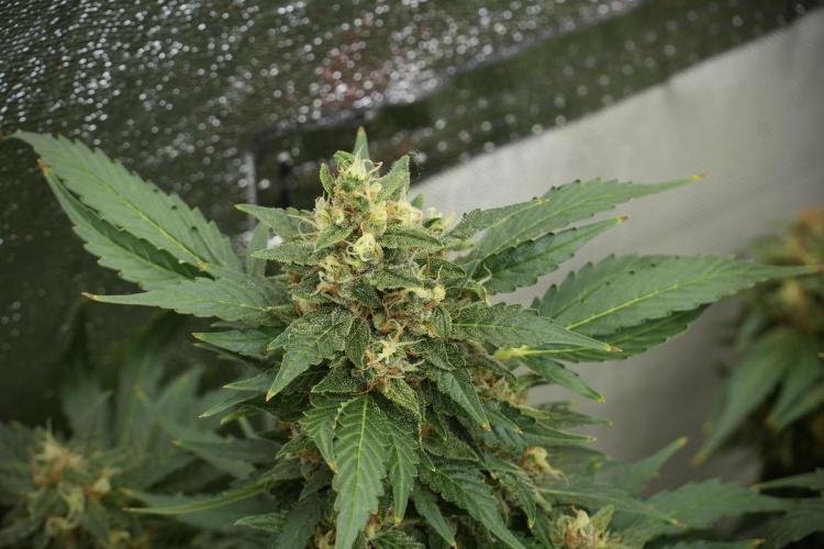 GMO Cookies Served with extra curiosity. Week 12 - GMO Cookies Auto No Veg 12-12 from seed