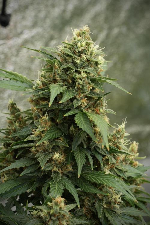 GMO Cookies Served with extra curiosity. Week 12 - GMO Cookies Auto No Veg 12-12 from seed