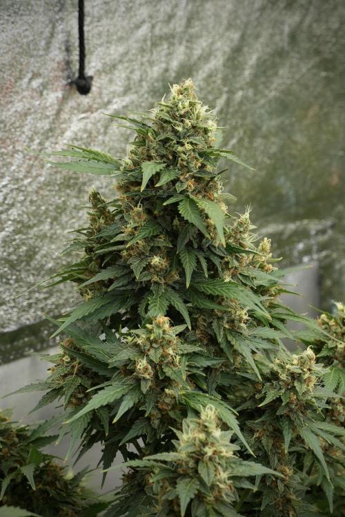 GMO Cookies Served with extra curiosity. Week 12 - GMO Cookies Auto No Veg 12-12 from seed