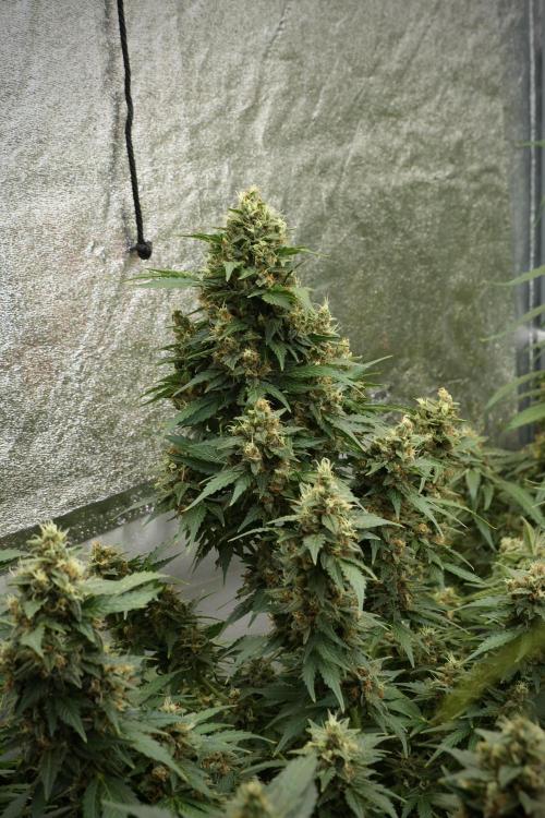 GMO Cookies Served with extra curiosity. Week 12 - GMO Cookies Auto No Veg 12-12 from seed