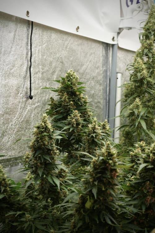 GMO Cookies Served with extra curiosity. Week 12 - GMO Cookies Auto No Veg 12-12 from seed