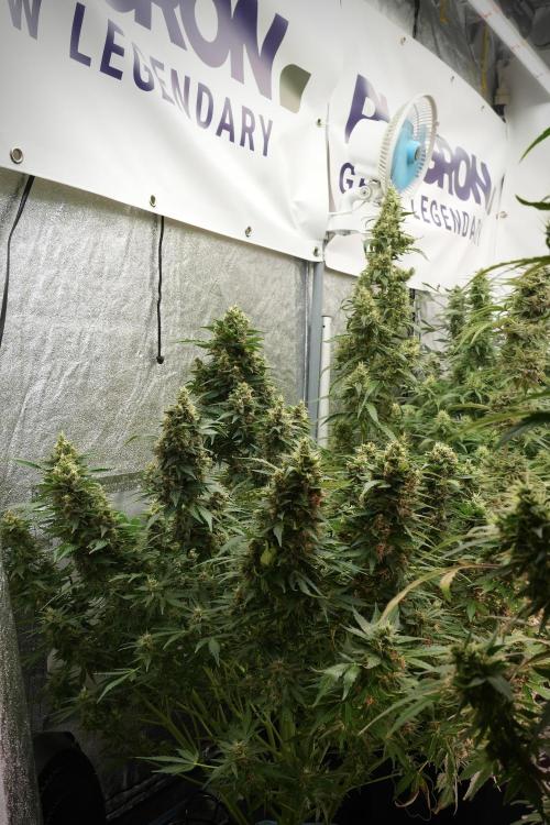 GMO Cookies Served with extra curiosity. Week 12 - GMO Cookies Auto No Veg 12-12 from seed