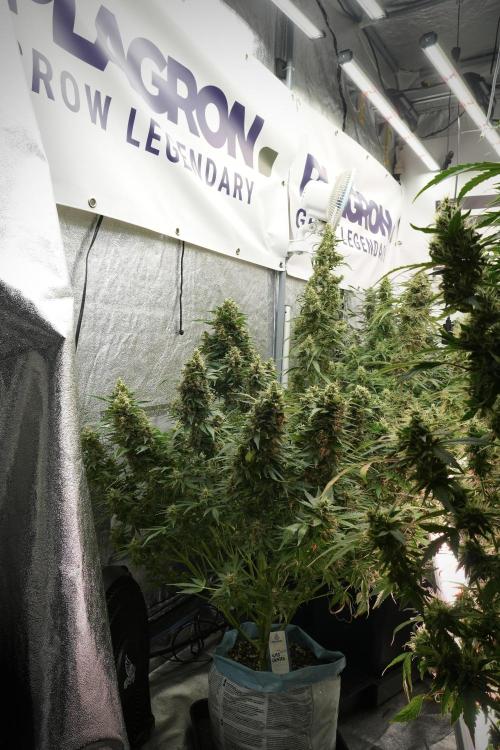 GMO Cookies Served with extra curiosity. Week 12 - GMO Cookies Auto No Veg 12-12 from seed