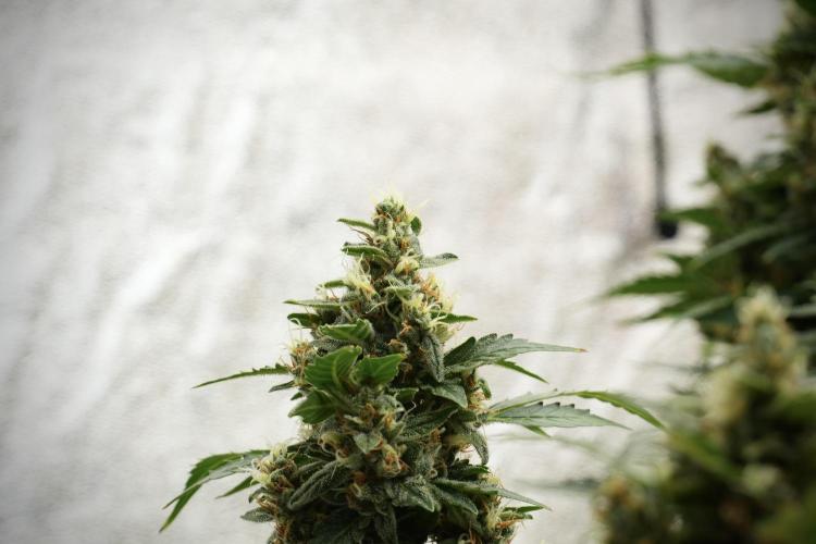 GMO Cookies Served with extra curiosity. Week 12 - GMO Cookies Auto No Veg 12-12 from seed