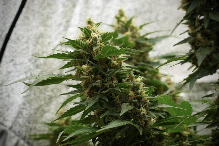 GMO Cookies Served with extra curiosity. Week 12 - GMO Cookies Auto No Veg 12-12 from seed