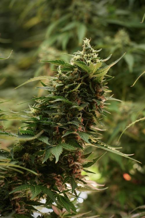 GMO Cookies Served with extra curiosity. Week 12 - GMO Cookies Auto No Veg 12-12 from seed
