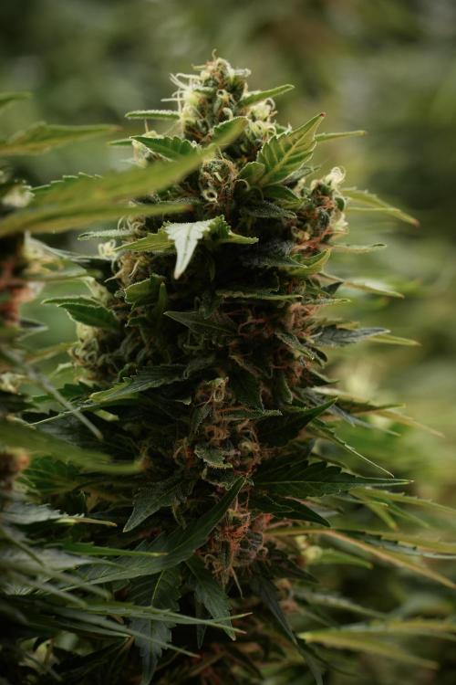 GMO Cookies Served with extra curiosity. Week 12 - GMO Cookies Auto No Veg 12-12 from seed