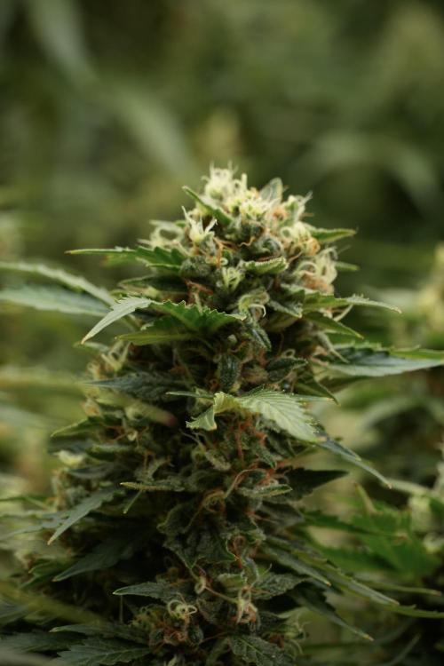 GMO Cookies Served with extra curiosity. Week 12 - GMO Cookies Auto No Veg 12-12 from seed
