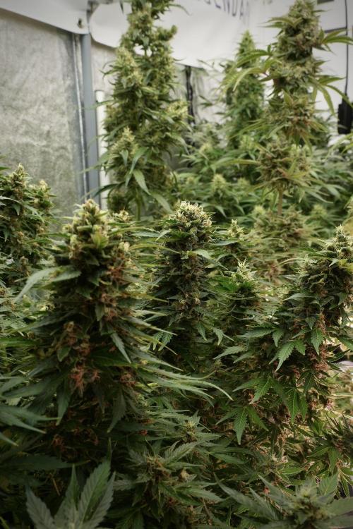 GMO Cookies Served with extra curiosity. Week 12 - GMO Cookies Auto No Veg 12-12 from seed