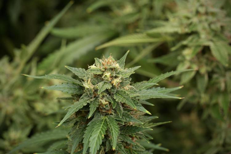 GMO Cookies Served with extra curiosity. Week 12 - GMO Cookies Auto No Veg 12-12 from seed