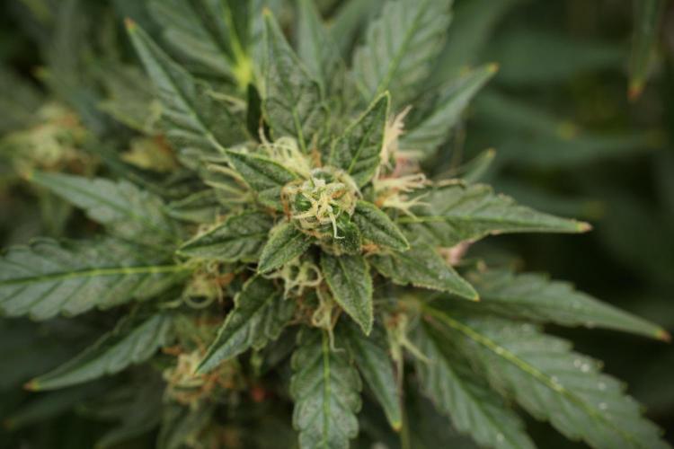 GMO Cookies Served with extra curiosity. Week 12 - GMO Cookies Auto No Veg 12-12 from seed