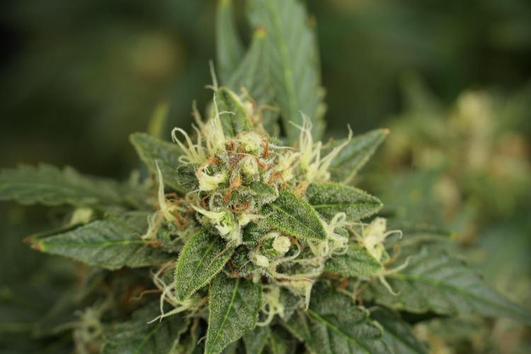 GMO Cookies Served with extra curiosity. Week 12 - GMO Cookies Auto No Veg 12-12 from seed