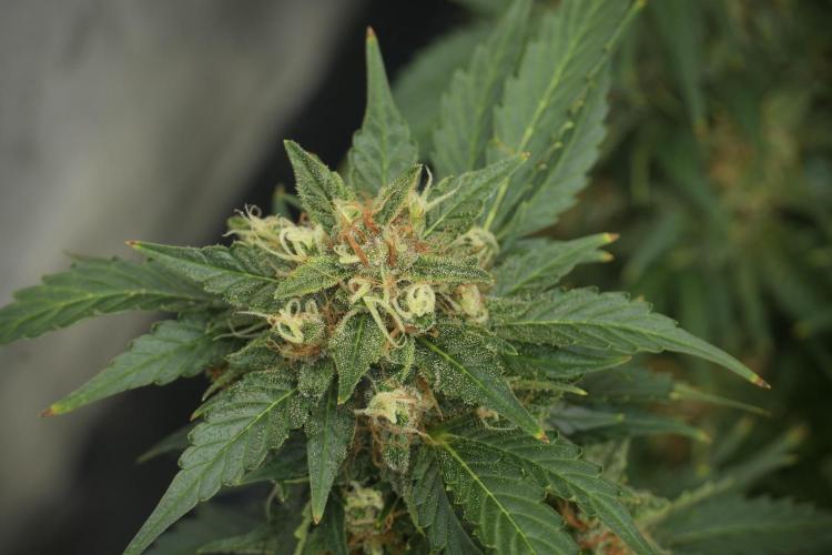 GMO Cookies Served with extra curiosity. Week 12 - GMO Cookies Auto No Veg 12-12 from seed