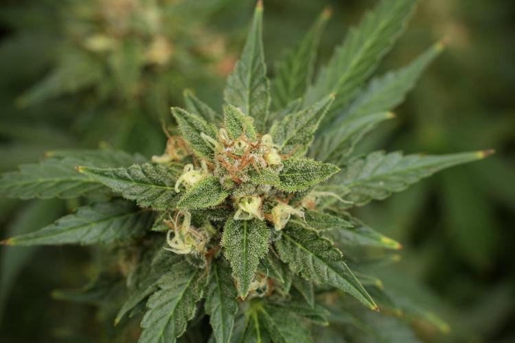 GMO Cookies Served with extra curiosity. Week 12 - GMO Cookies Auto No Veg 12-12 from seed