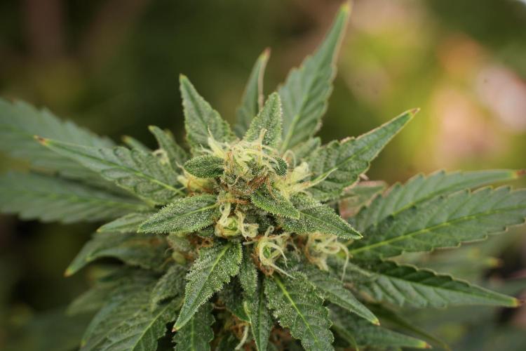 GMO Cookies Served with extra curiosity. Week 12 - GMO Cookies Auto No Veg 12-12 from seed