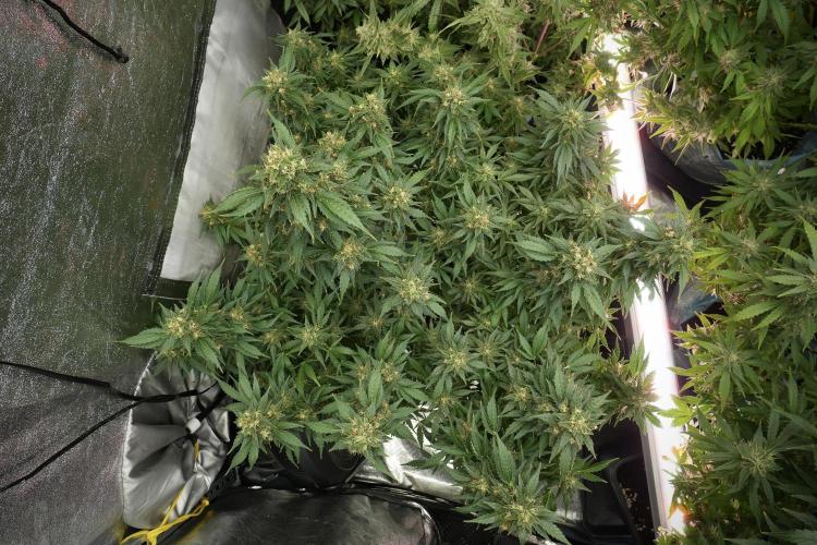 GMO Cookies Served with extra curiosity. Week 12 - GMO Cookies Auto No Veg 12-12 from seed