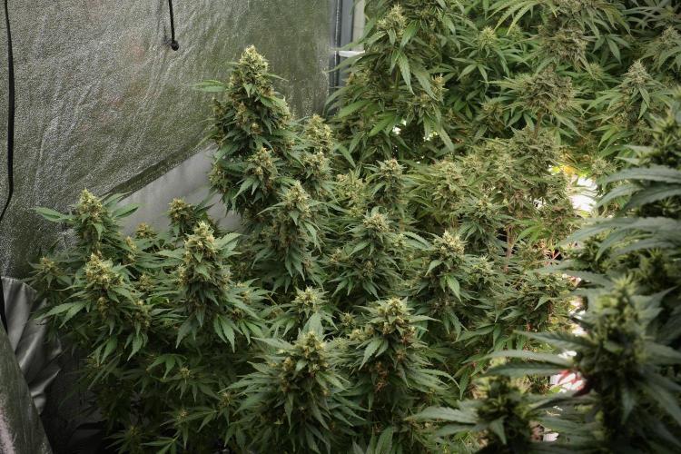GMO Cookies Served with extra curiosity. Week 12 - GMO Cookies Auto No Veg 12-12 from seed