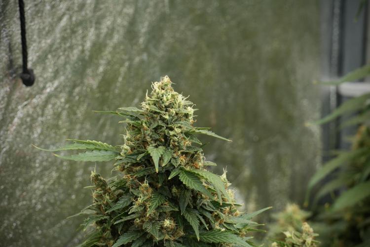 GMO Cookies Served with extra curiosity. Week 12 - GMO Cookies Auto No Veg 12-12 from seed