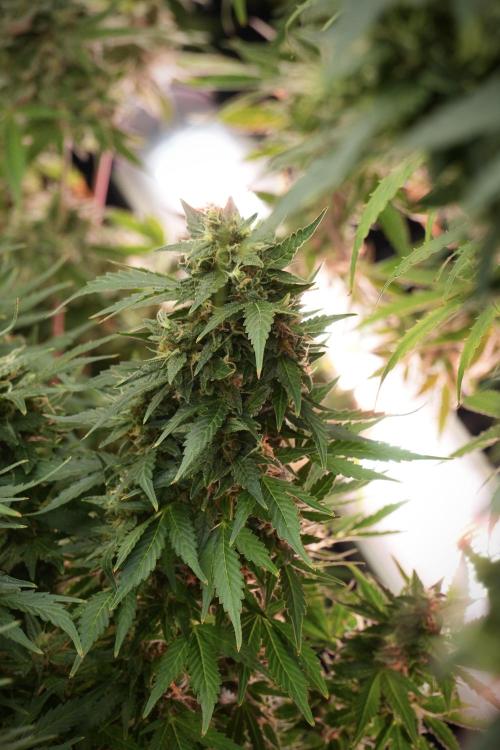 GMO Cookies Served with extra curiosity. Week 12 - GMO Cookies Auto No Veg 12-12 from seed