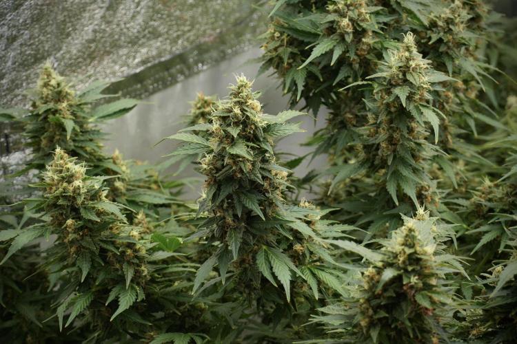 GMO Cookies Served with extra curiosity. Week 12 - GMO Cookies Auto No Veg 12-12 from seed