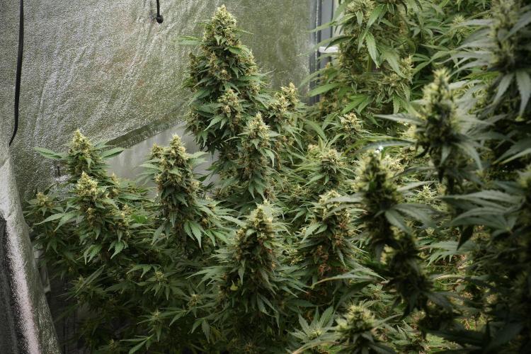 GMO Cookies Served with extra curiosity. Week 12 - GMO Cookies Auto No Veg 12-12 from seed