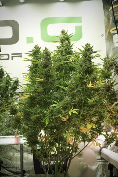 GMO Cookies Served with extra curiosity. Week 12 - GMO Cookies Auto No Veg 12-12 from seed