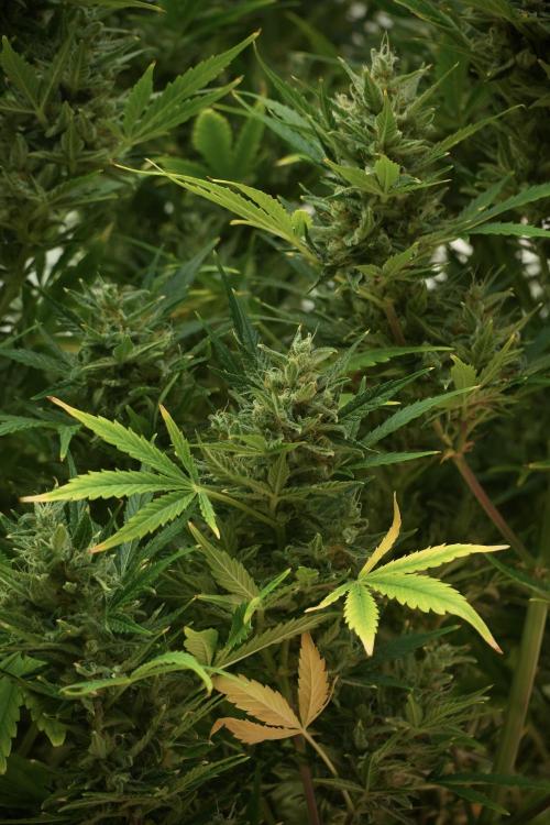 GMO Cookies Served with extra curiosity. Week 12 - GMO Cookies Auto No Veg 12-12 from seed
