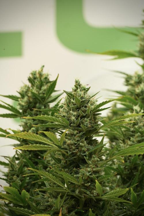 GMO Cookies Served with extra curiosity. Week 12 - GMO Cookies Auto No Veg 12-12 from seed