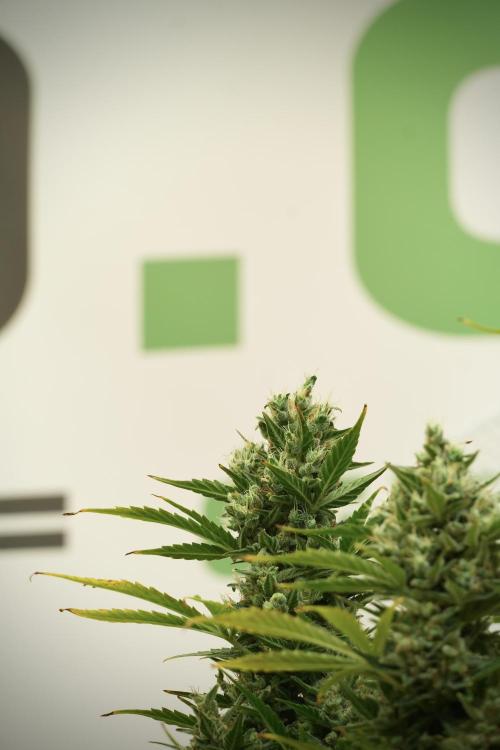 GMO Cookies Served with extra curiosity. Week 12 - GMO Cookies Auto No Veg 12-12 from seed