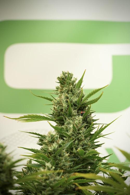 GMO Cookies Served with extra curiosity. Week 12 - GMO Cookies Auto No Veg 12-12 from seed