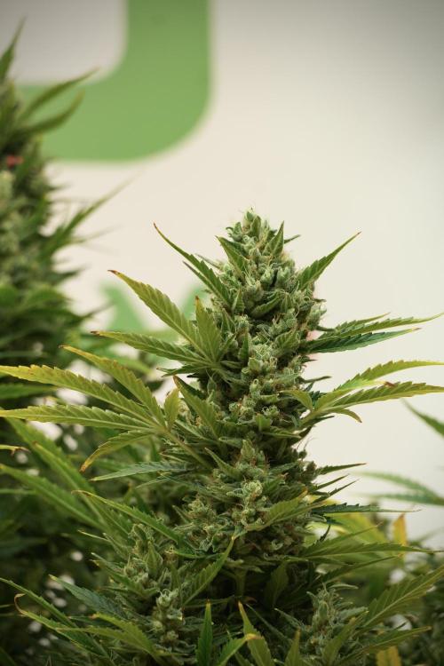 GMO Cookies Served with extra curiosity. Week 12 - GMO Cookies Auto No Veg 12-12 from seed