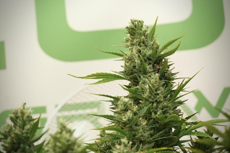 GMO Cookies Served with extra curiosity. Week 12 - GMO Cookies Auto No Veg 12-12 from seed