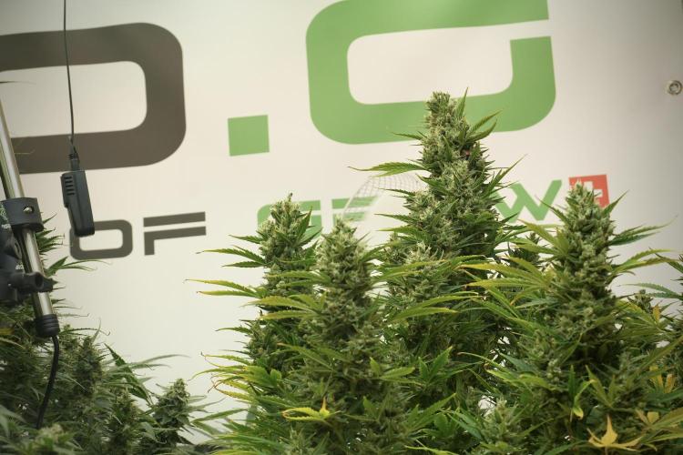 GMO Cookies Served with extra curiosity. Week 12 - GMO Cookies Auto No Veg 12-12 from seed