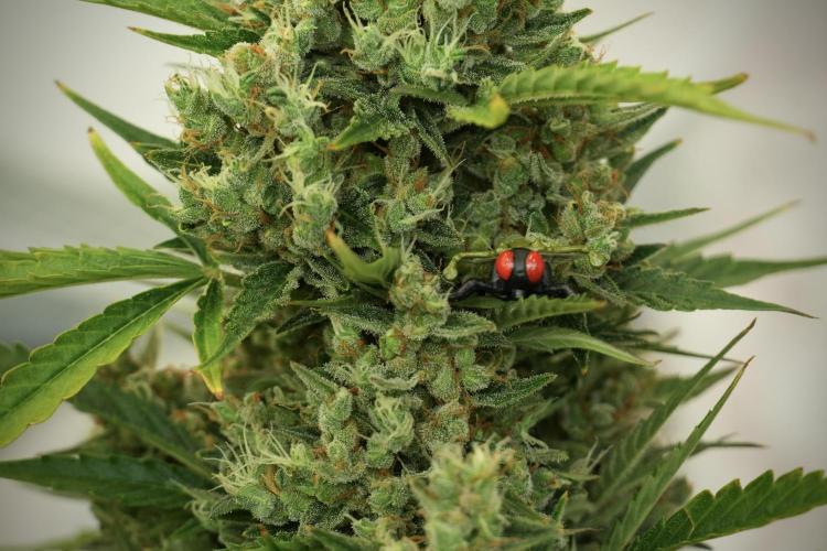 GMO Cookies Served with extra curiosity. Week 12 - GMO Cookies Auto No Veg 12-12 from seed