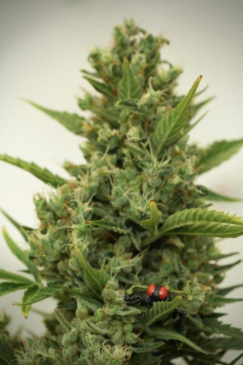 GMO Cookies Served with extra curiosity. Week 12 - GMO Cookies Auto No Veg 12-12 from seed