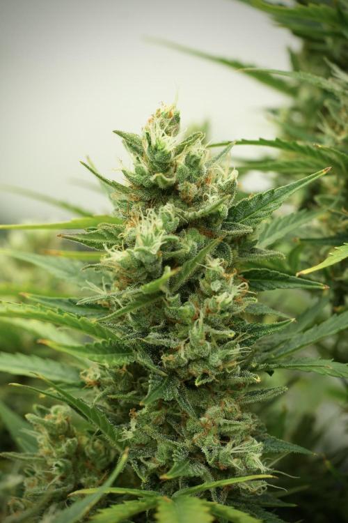 GMO Cookies Served with extra curiosity. Week 12 - GMO Cookies Auto No Veg 12-12 from seed