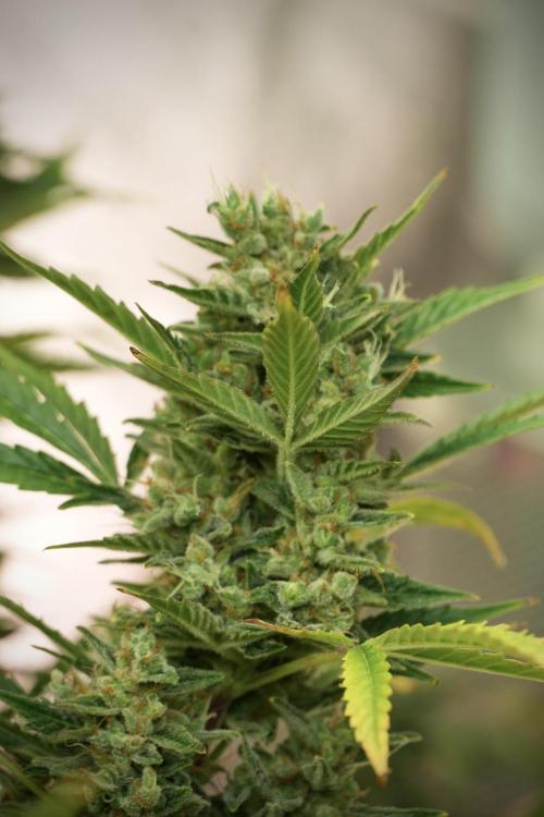 GMO Cookies Served with extra curiosity. Week 12 - GMO Cookies Auto No Veg 12-12 from seed