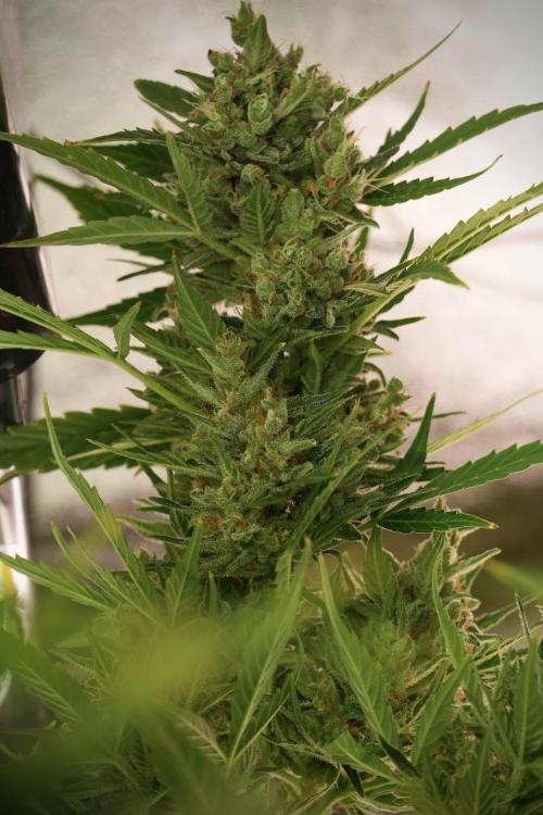 GMO Cookies Served with extra curiosity. Week 12 - GMO Cookies Auto No Veg 12-12 from seed