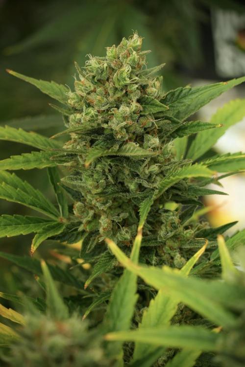 GMO Cookies Served with extra curiosity. Week 12 - GMO Cookies Auto No Veg 12-12 from seed