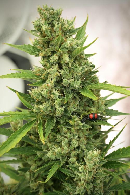 GMO Cookies Served with extra curiosity. Week 12 - GMO Cookies Auto No Veg 12-12 from seed