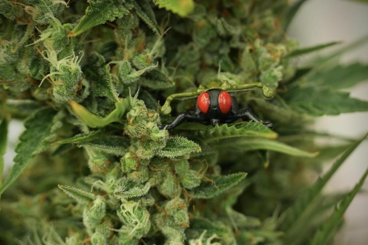 GMO Cookies Served with extra curiosity. Week 12 - GMO Cookies Auto No Veg 12-12 from seed