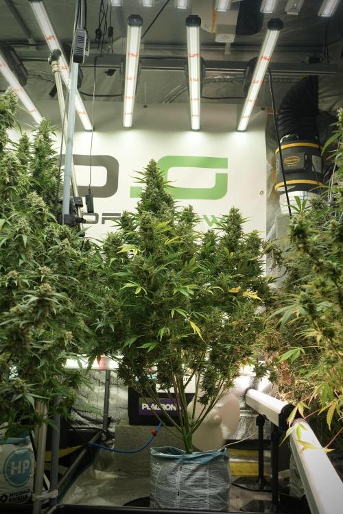GMO Cookies Served with extra curiosity. Week 12 - GMO Cookies Auto No Veg 12-12 from seed