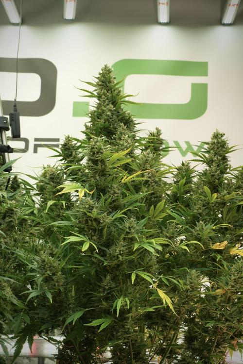 GMO Cookies Served with extra curiosity. Week 12 - GMO Cookies Auto No Veg 12-12 from seed