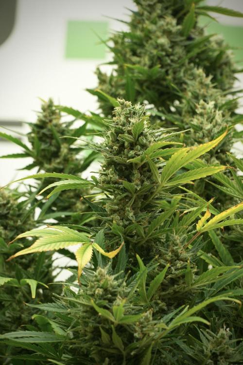 GMO Cookies Served with extra curiosity. Week 12 - GMO Cookies Auto No Veg 12-12 from seed
