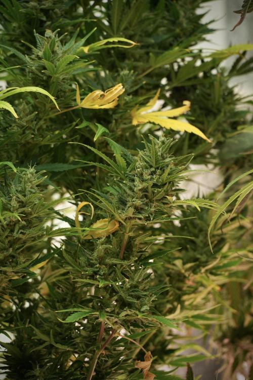 GMO Cookies Served with extra curiosity. Week 12 - GMO Cookies Auto No Veg 12-12 from seed
