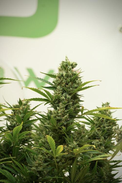GMO Cookies Served with extra curiosity. Week 12 - GMO Cookies Auto No Veg 12-12 from seed