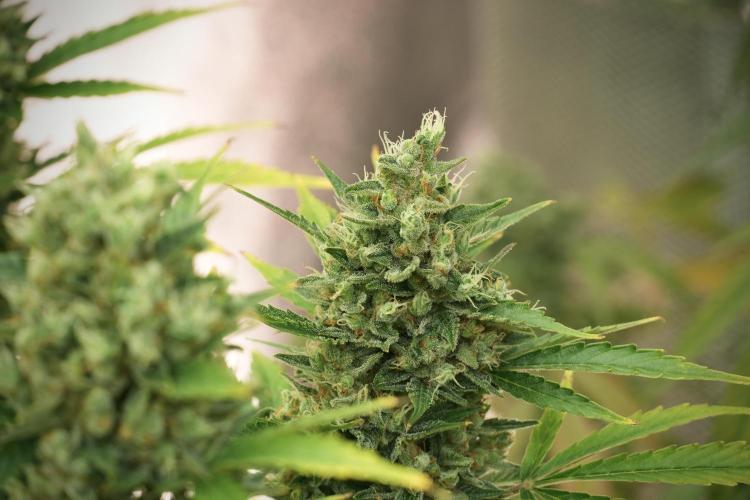 GMO Cookies Served with extra curiosity. Week 12 - GMO Cookies Auto No Veg 12-12 from seed