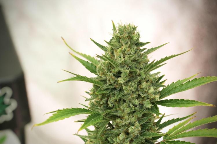 GMO Cookies Served with extra curiosity. Week 12 - GMO Cookies Auto No Veg 12-12 from seed